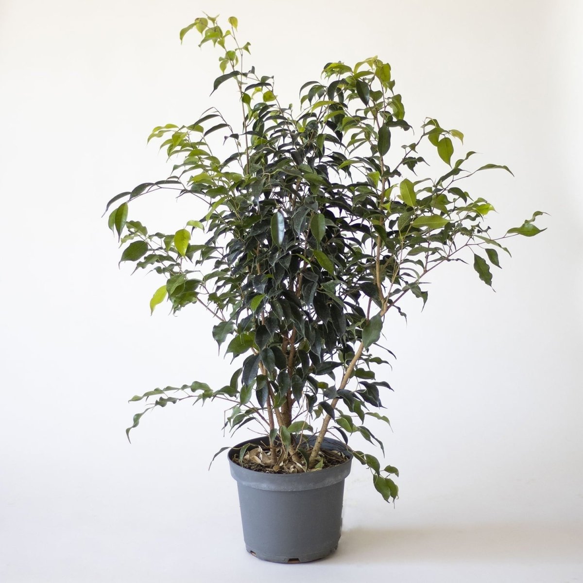 Ficus Benjamina Danielle verde - tiendachagual