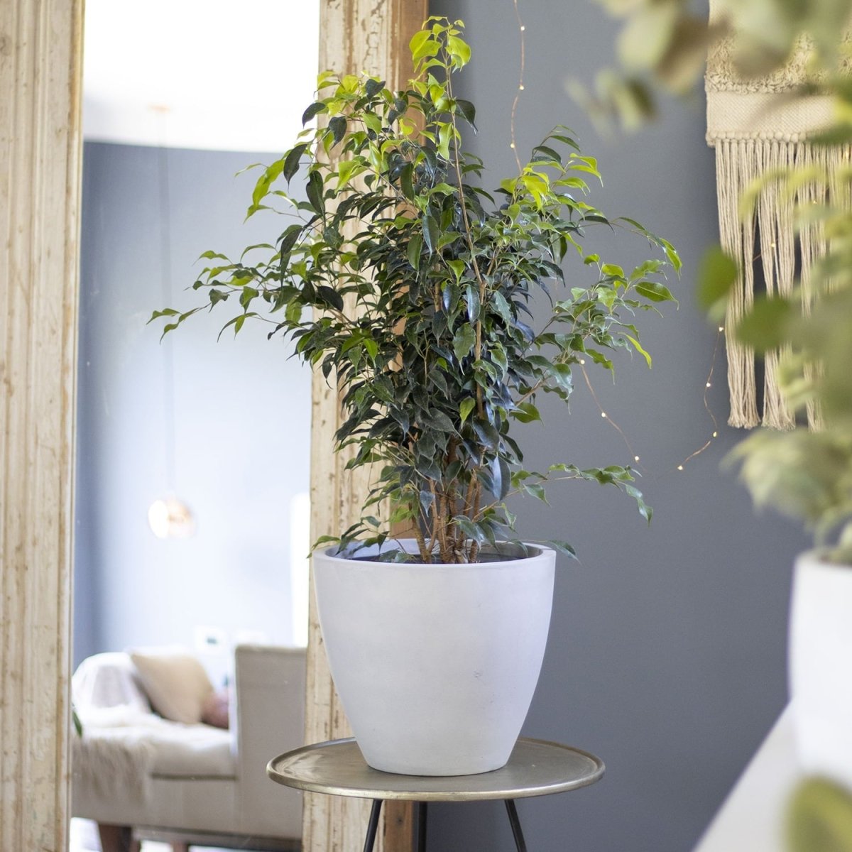 Ficus Benjamina Danielle verde - tiendachagual