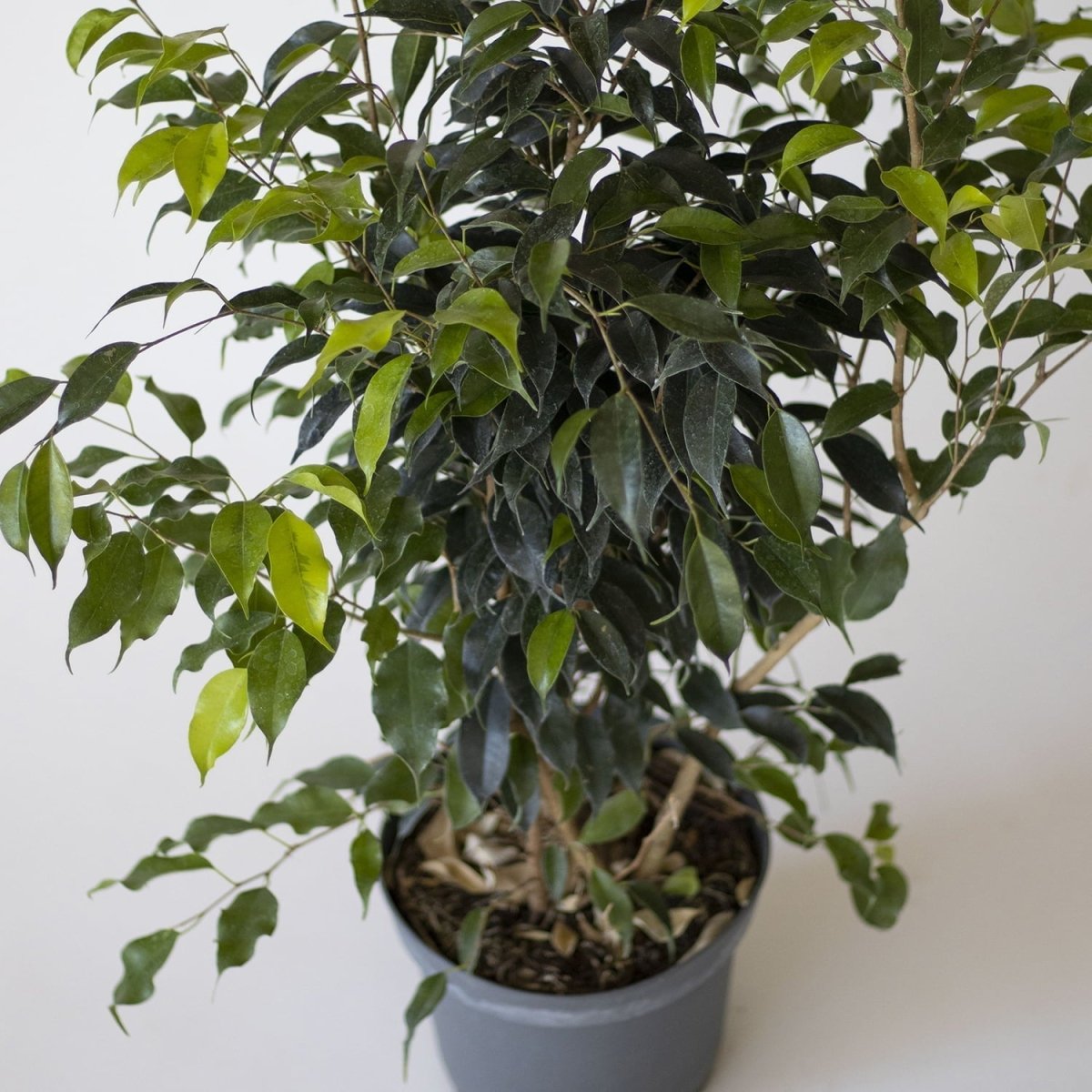 Ficus Benjamina Danielle verde - tiendachagual