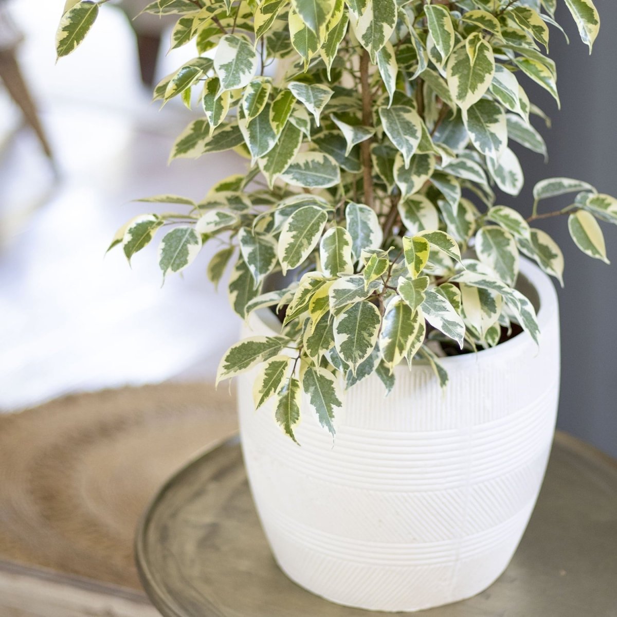Ficus Benjamina Melany Variegado - tiendachagual
