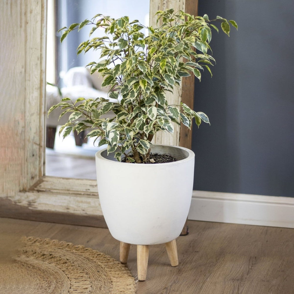 Ficus Benjamina Melany Variegado - tiendachagual