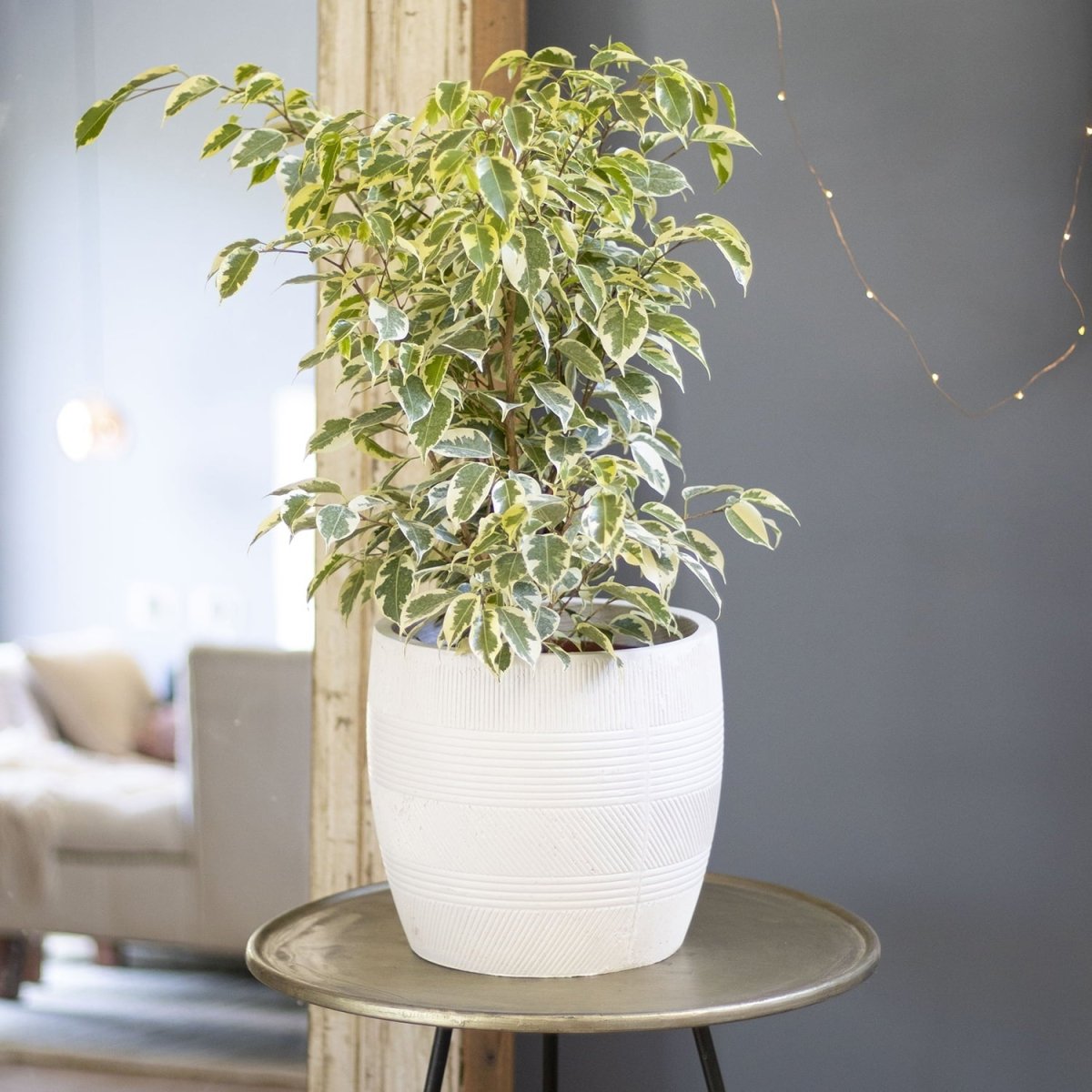 Ficus Benjamina Melany Variegado - tiendachagual