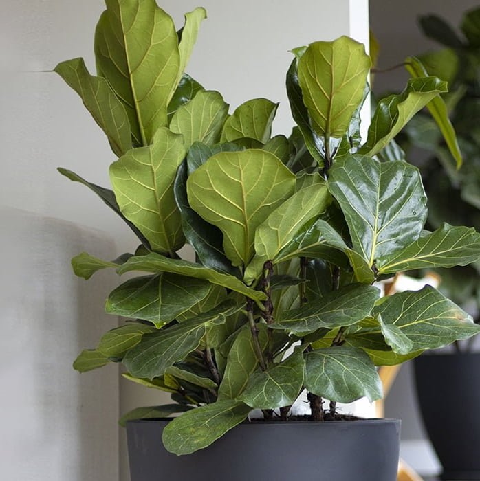 Ficus Lyrata - tiendachagual