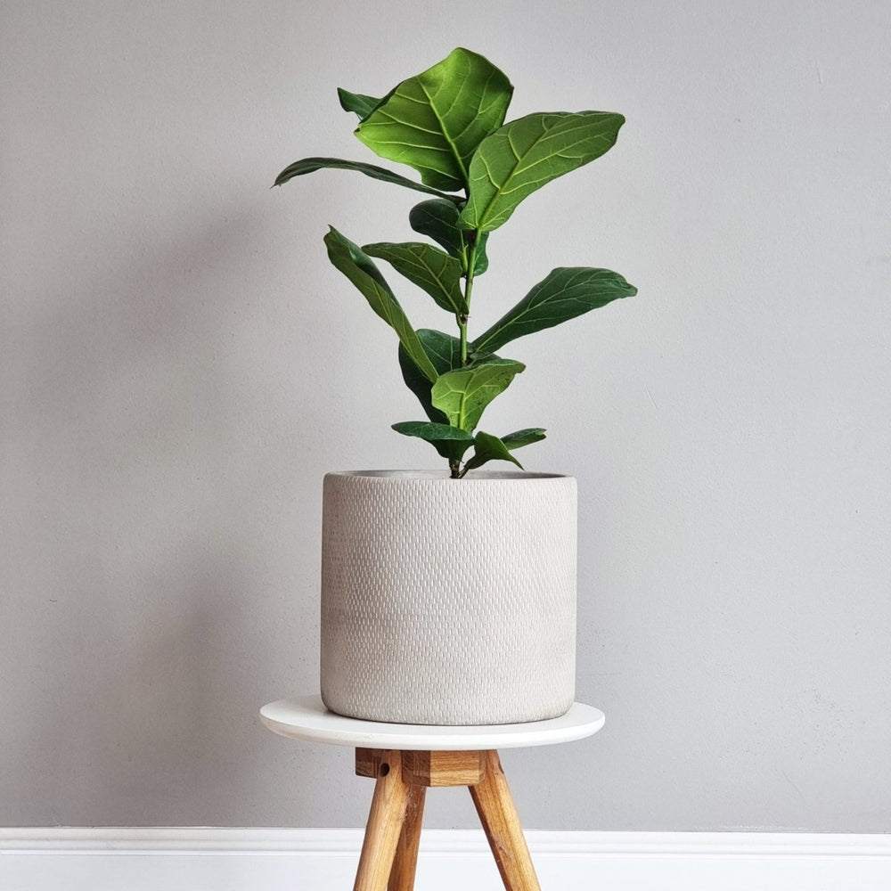 Ficus Lyrata - tiendachagual