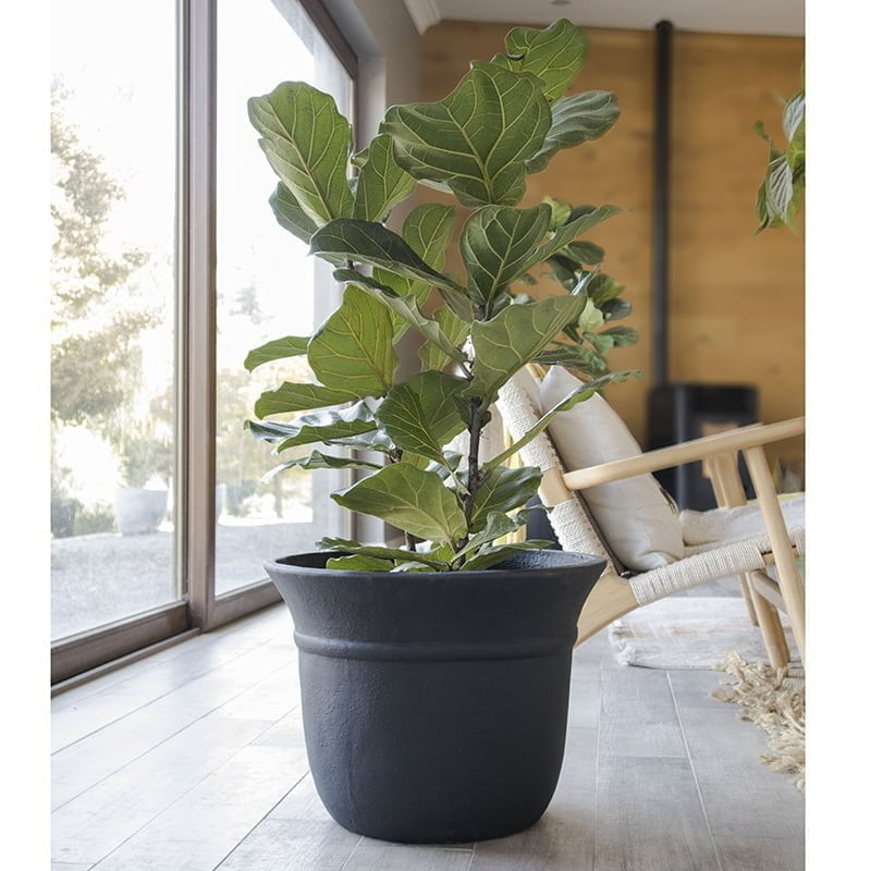 Ficus Lyrata - tiendachagual