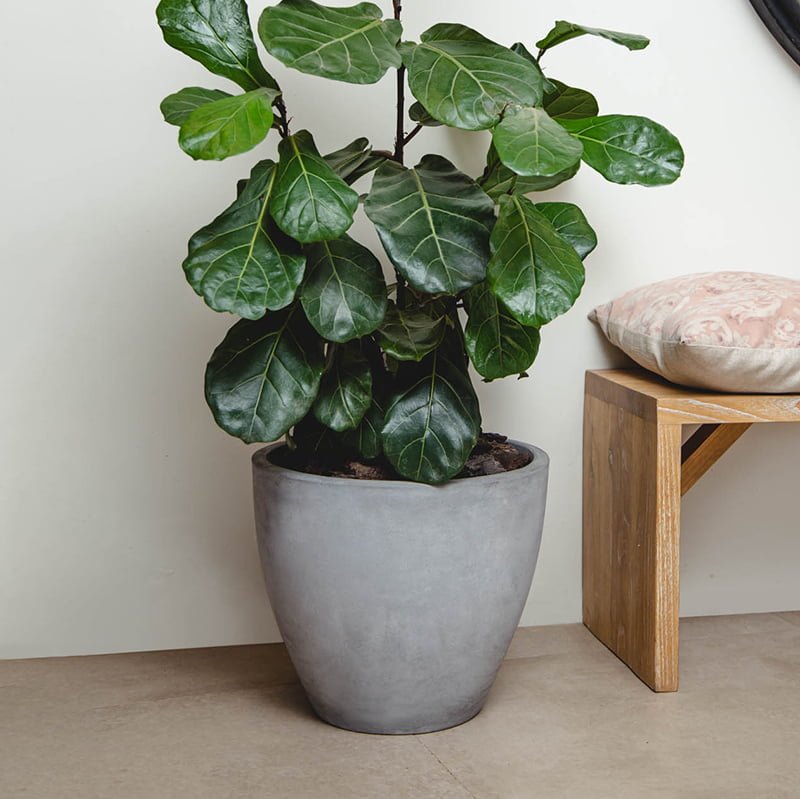 Ficus Lyrata - tiendachagual