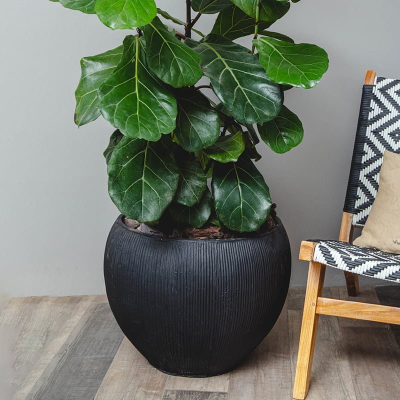 Ficus Lyrata - tiendachagual