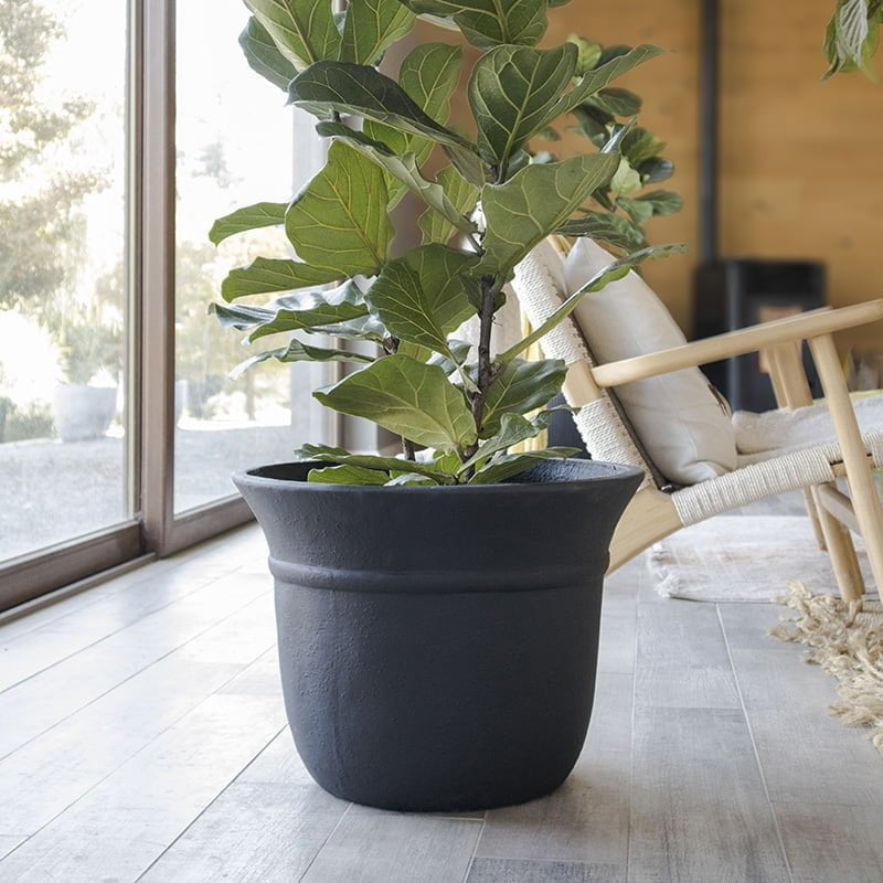 Ficus Lyrata - tiendachagual