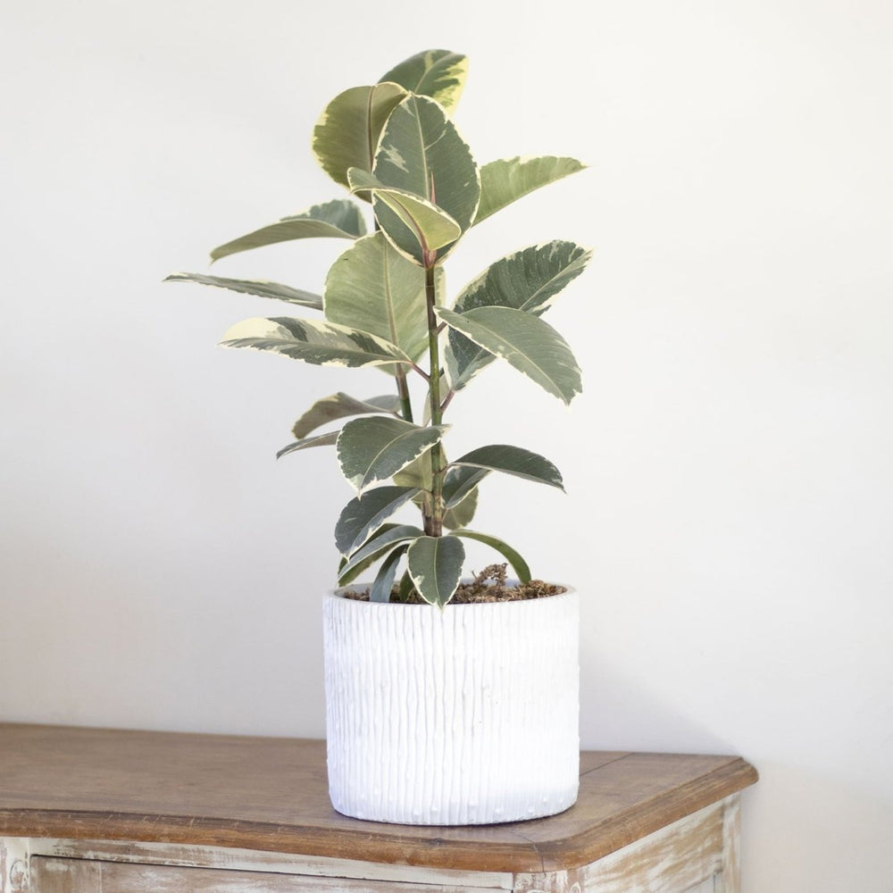 Ficus Tineke - tiendachagual