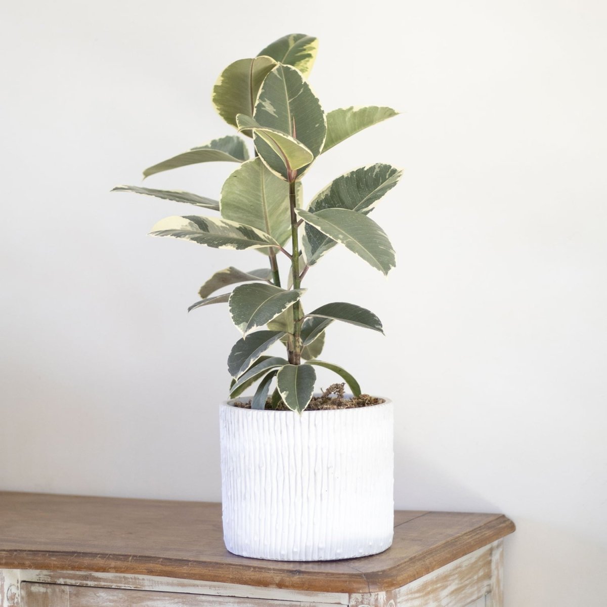 Ficus Tineke - tiendachagual