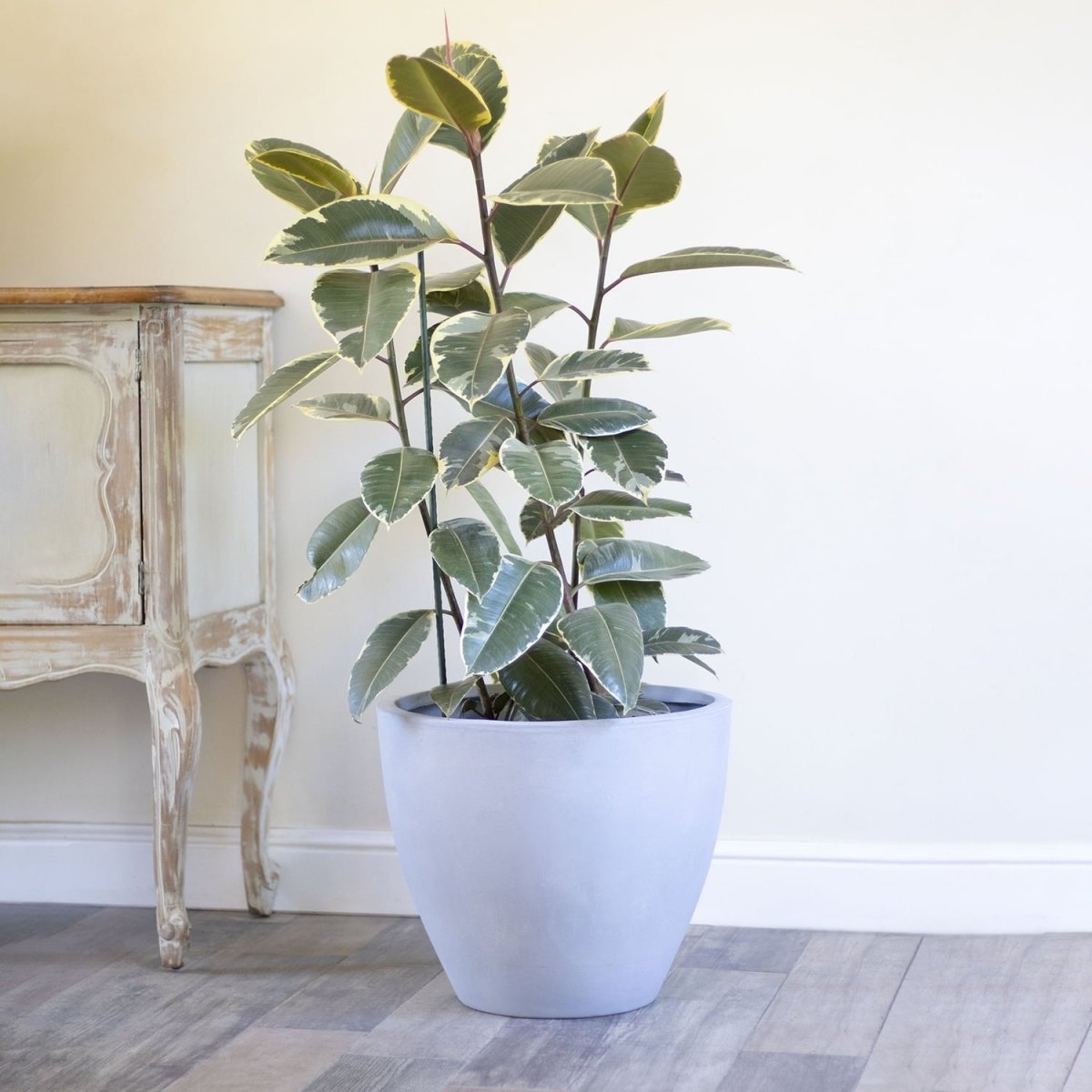 Ficus Tineke - tiendachagual