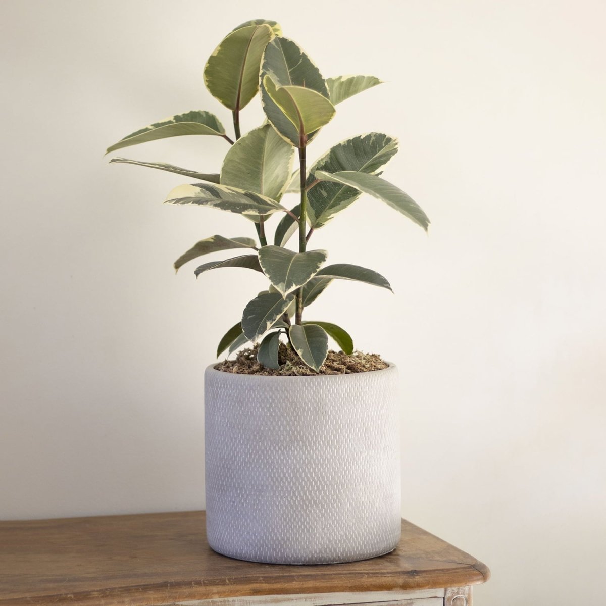 Ficus Tineke - tiendachagual