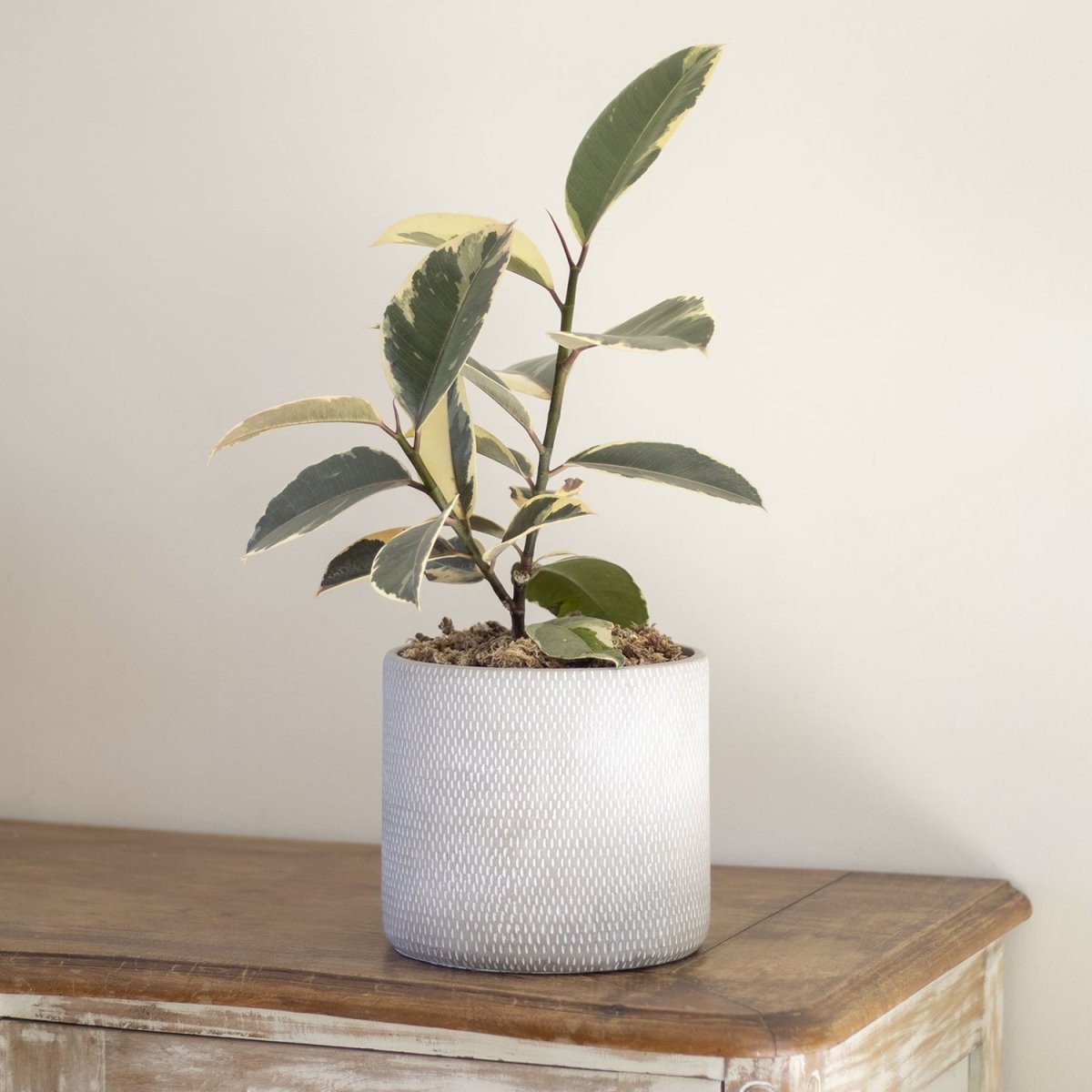 Ficus Tineke - tiendachagual