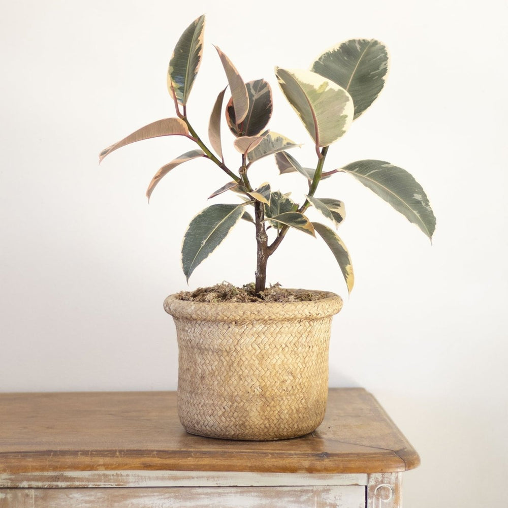 Ficus Tineke - tiendachagual