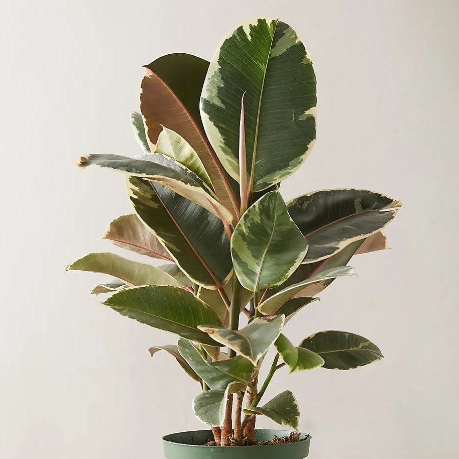 Ficus Tineke - tiendachagual