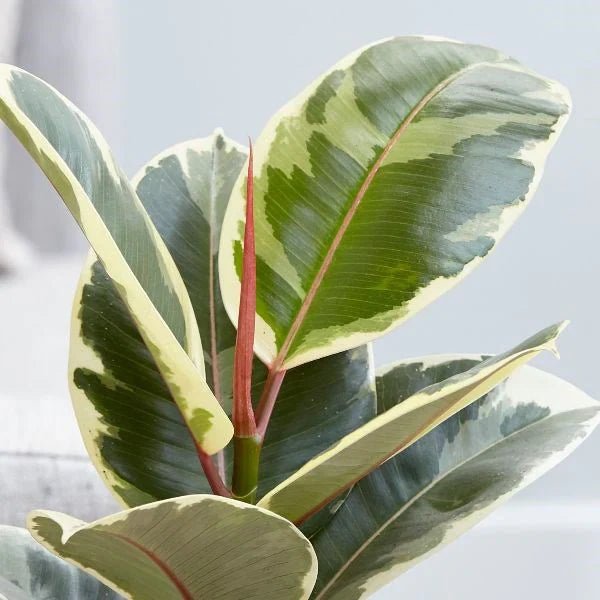 Ficus Tineke - tiendachagual