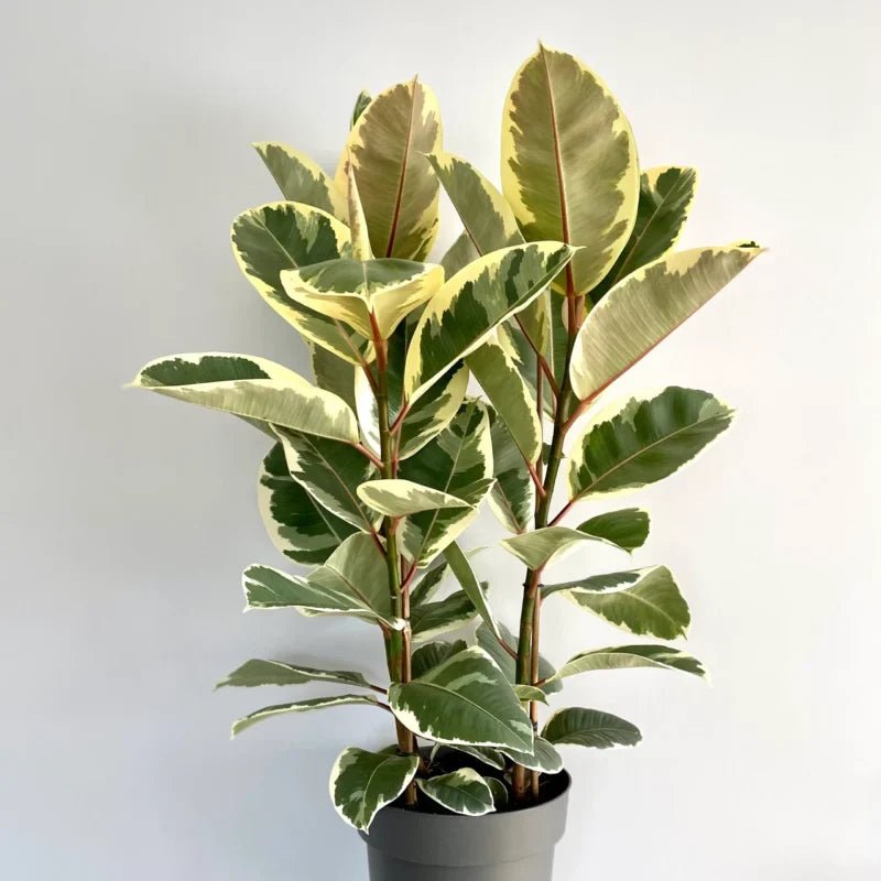 Ficus Tineke - tiendachagual