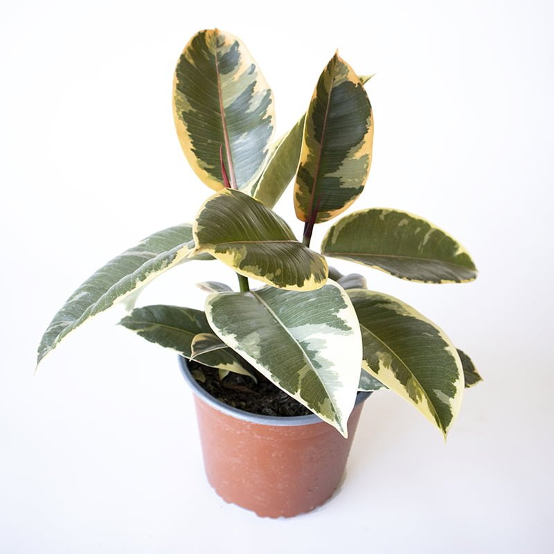 Ficus Tineke - tiendachagual