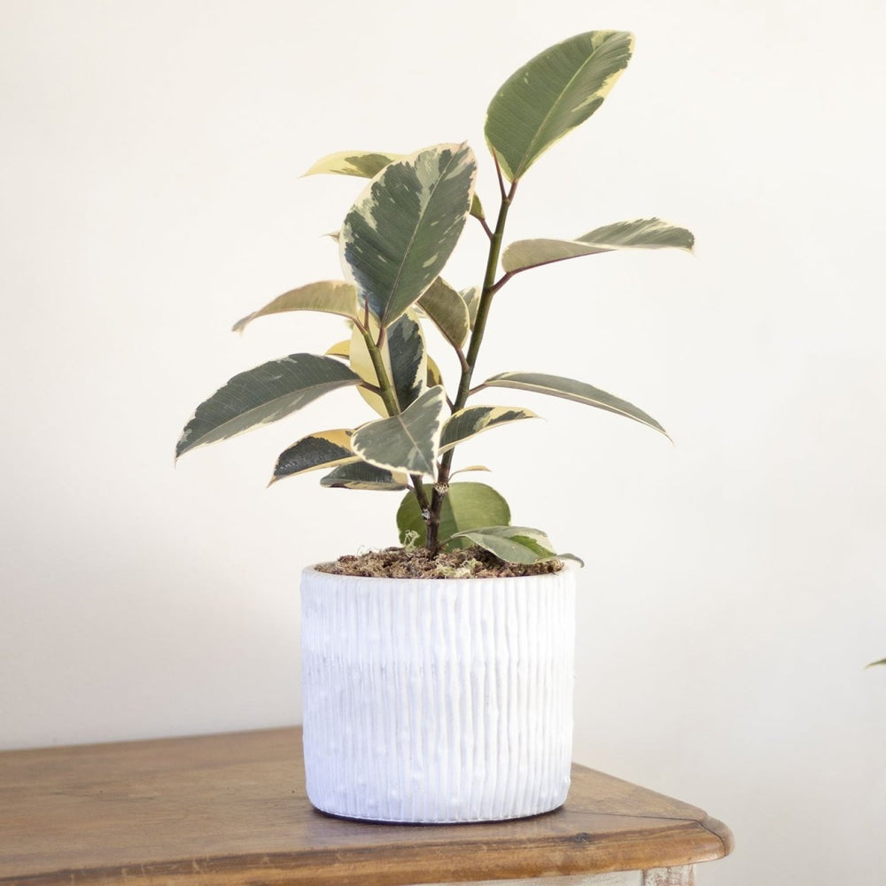 Ficus Tineke - tiendachagual