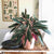 houseplanthouse_stromathe_sanguinea_thalia_triostar_pink_houseplant_-plant_care_guide_blogpost_20-1
