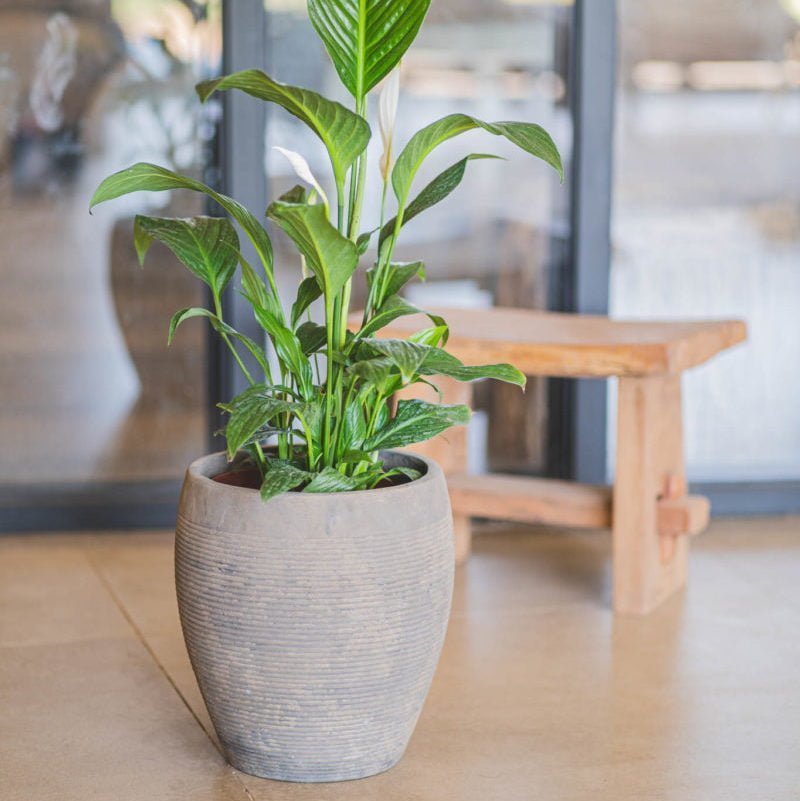 Macetero Arrayán oscuro - tiendachagual