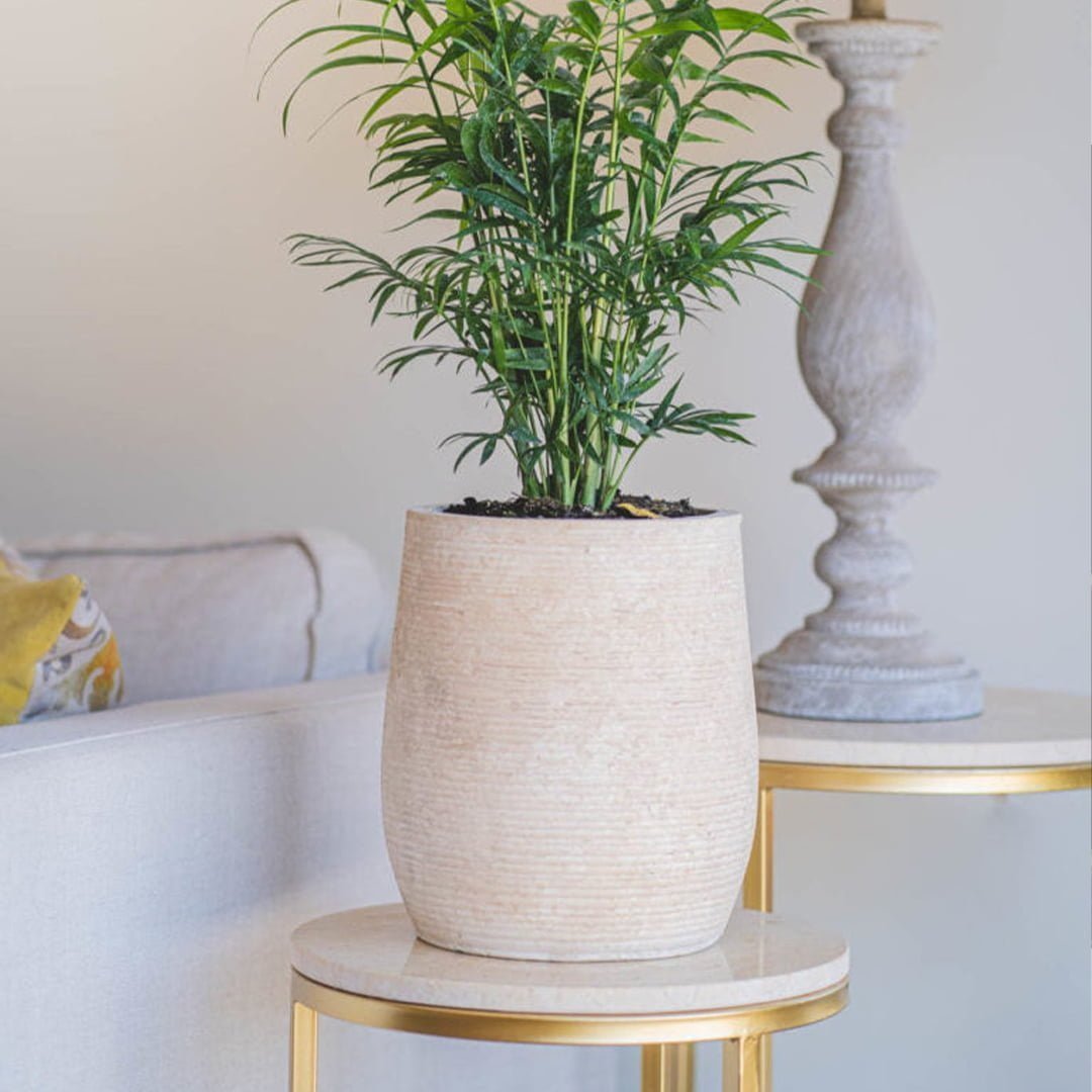 Macetero Avellano - tiendachagual