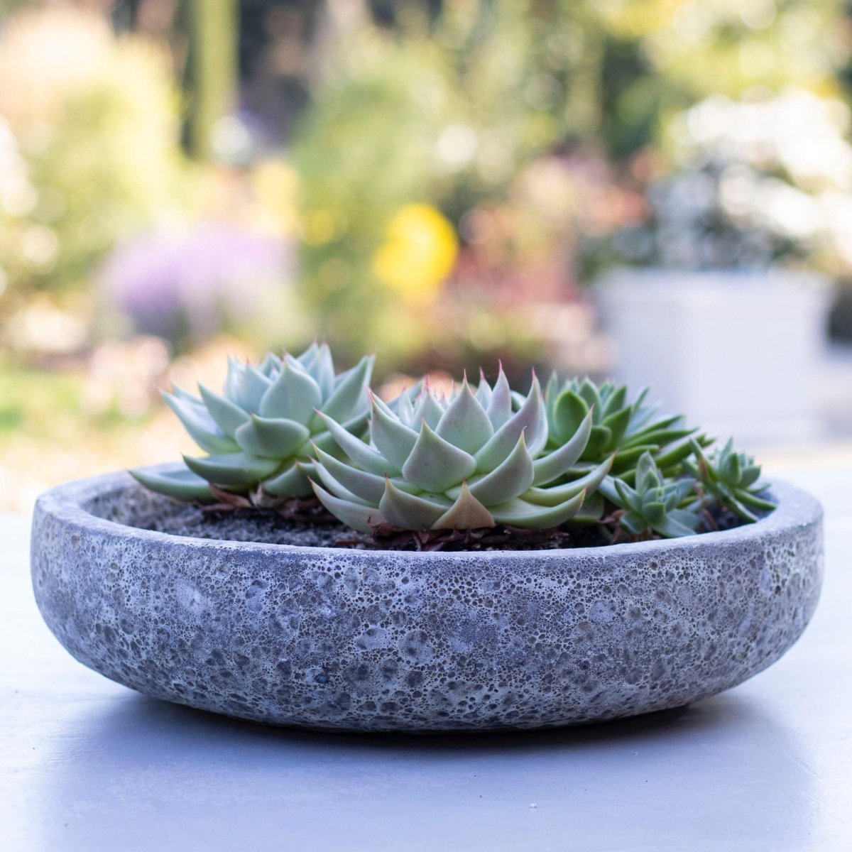 Macetero Bajo Azara - tiendachagual