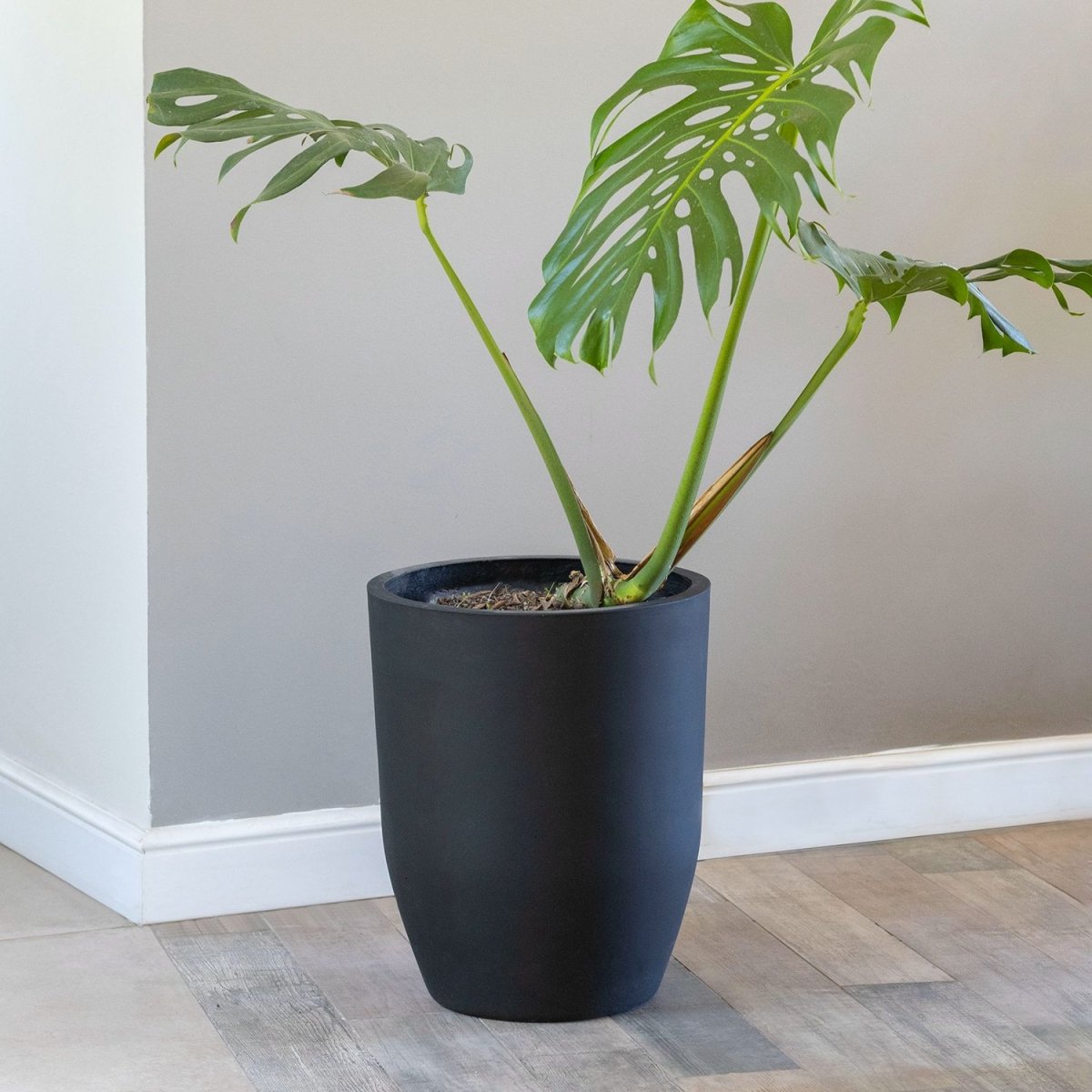 Macetero Belloto negro - tiendachagual