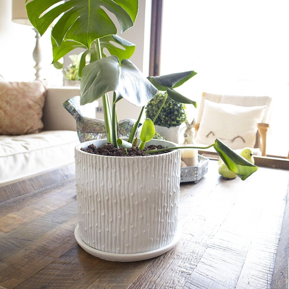 Macetero Canelo - tiendachagual