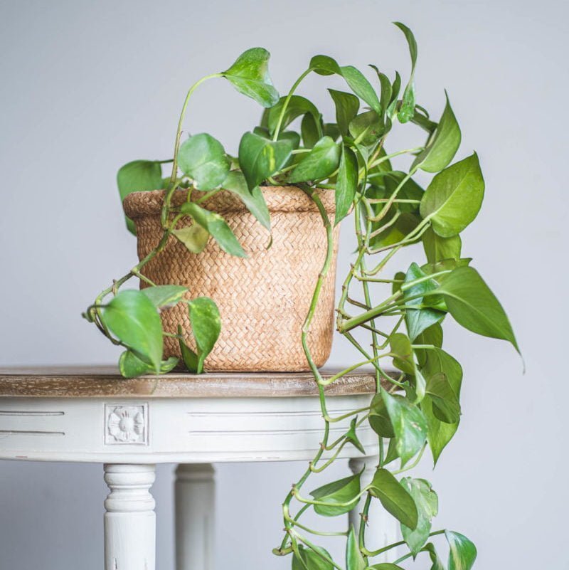 Macetero Chequén - tiendachagual