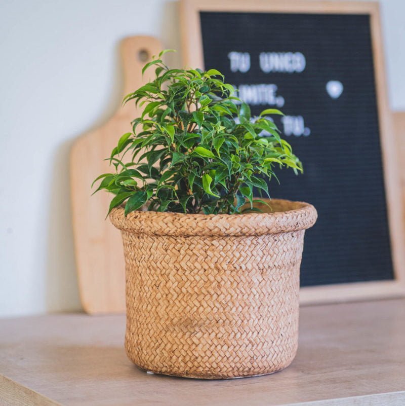 Macetero Chequén - tiendachagual