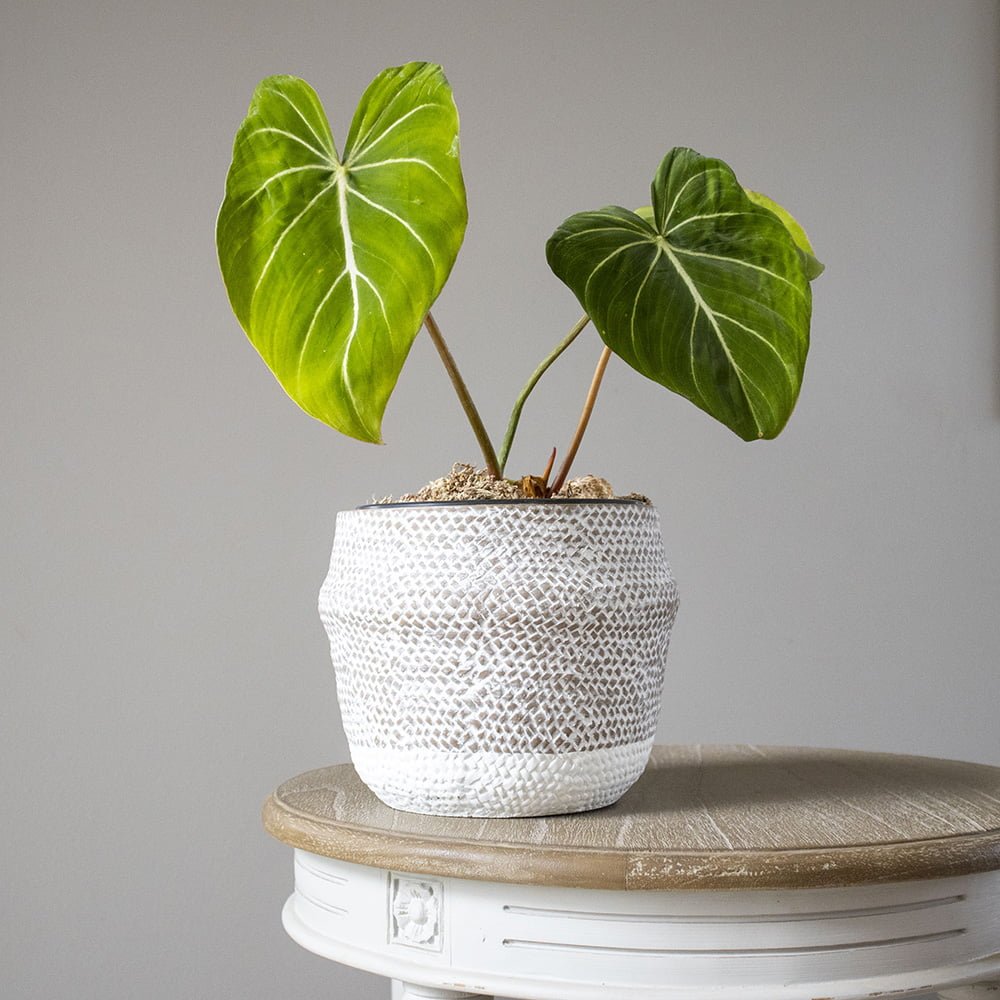 Macetero Chilco - tiendachagual