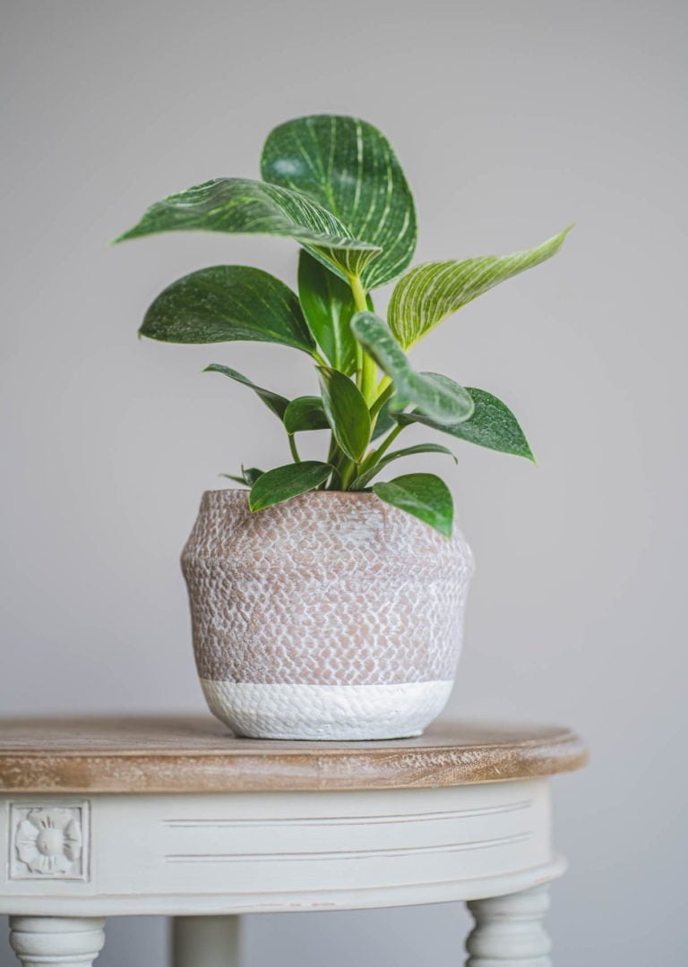 Macetero Chilco - tiendachagual