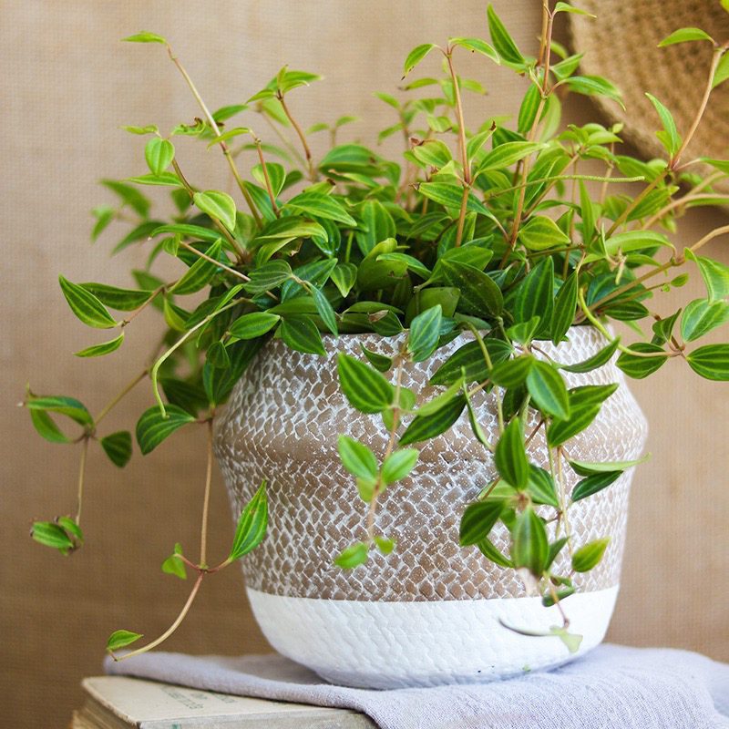 Macetero Chilco - tiendachagual