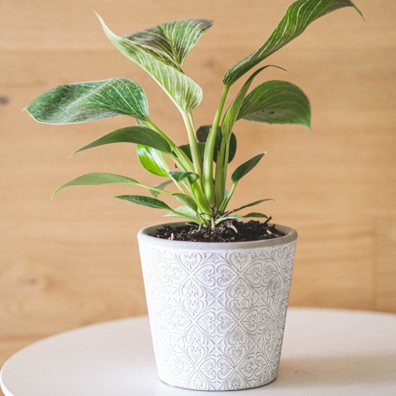 Macetero Laurel - tiendachagual