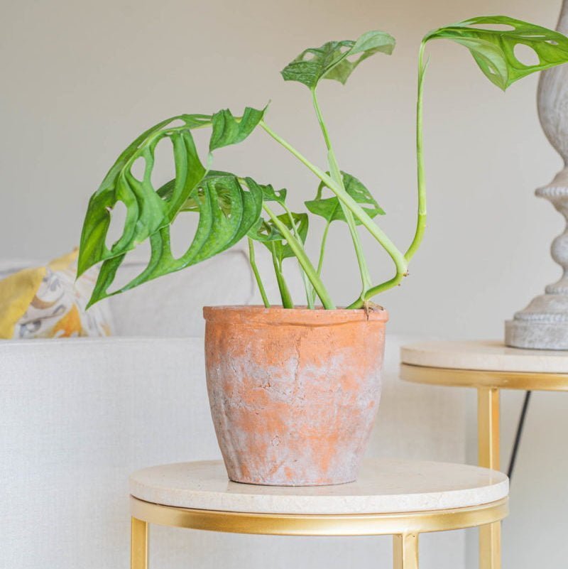 Macetero Lleuque - tiendachagual