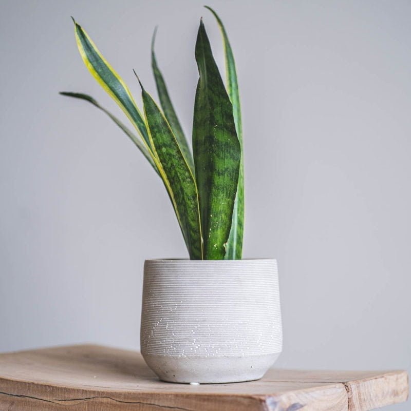 Macetero Luma - tiendachagual