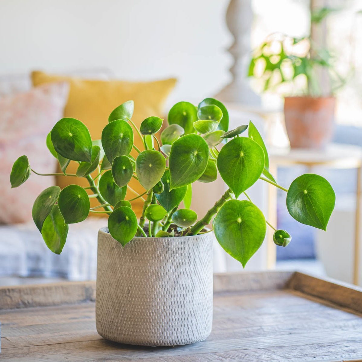 Macetero Mañio - tiendachagual