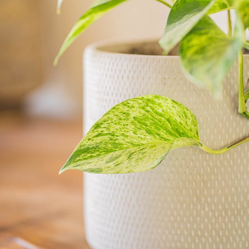 Macetero Mañio - tiendachagual