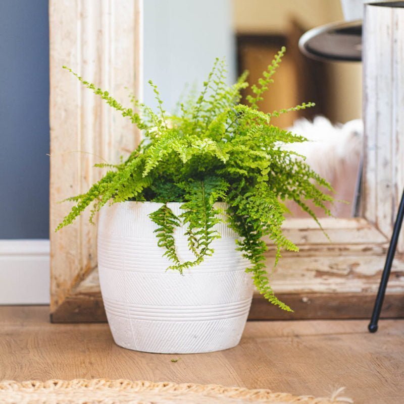 Macetero Maqui - tiendachagual