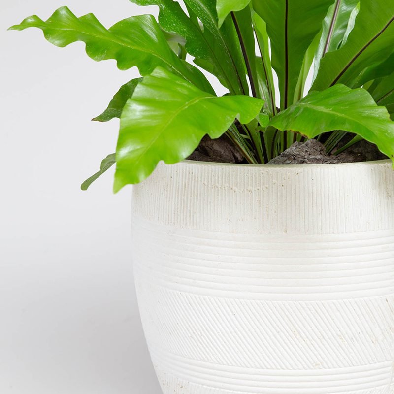 Macetero Maqui - tiendachagual