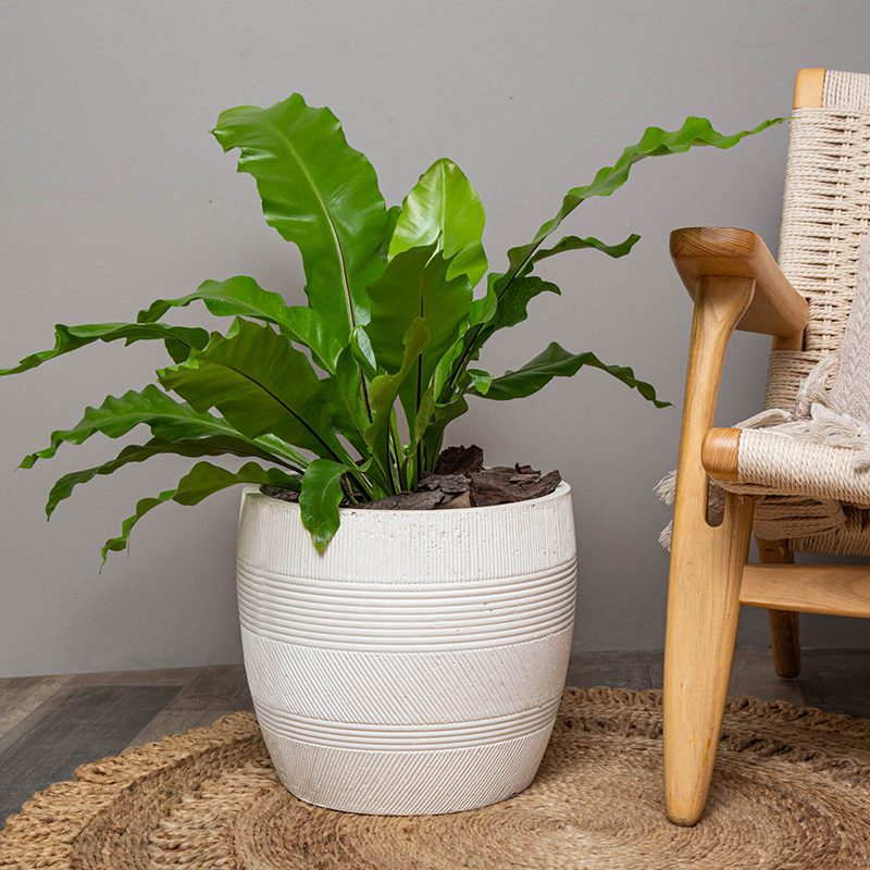 Macetero Maqui - tiendachagual