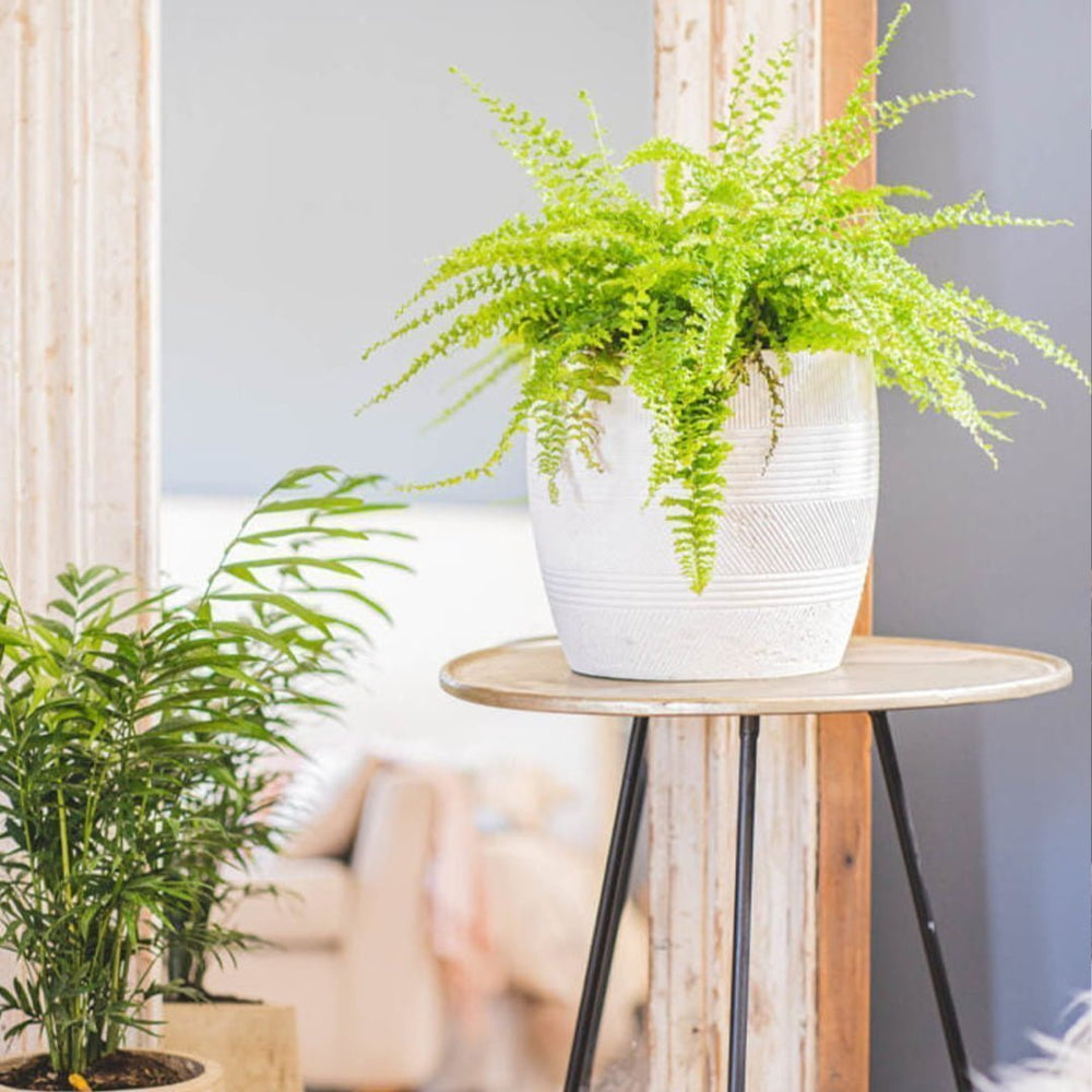 Macetero Maqui - tiendachagual