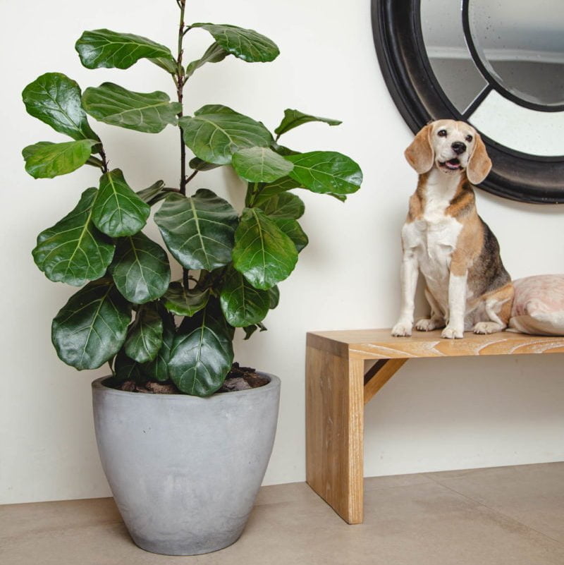 Macetero Notro gris - tiendachagual