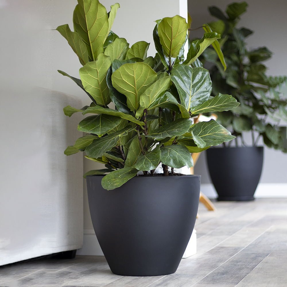 Macetero Notro negro - tiendachagual