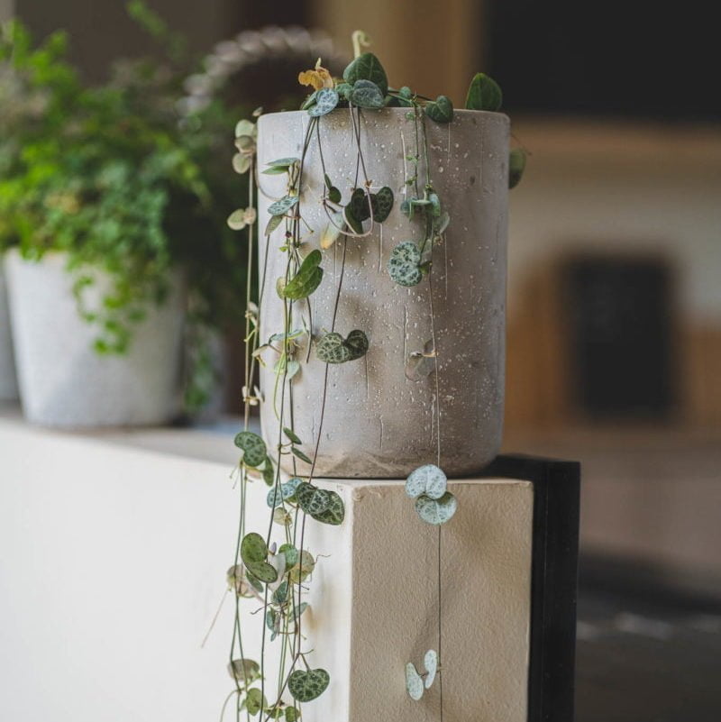 Macetero Patagua - tiendachagual