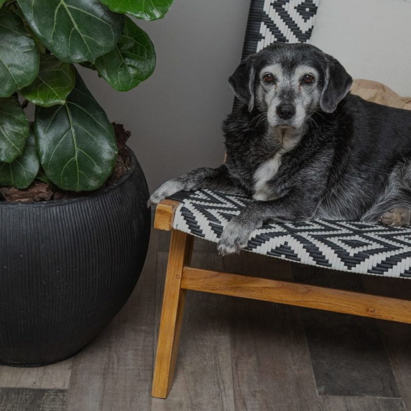 Macetero Petra - tiendachagual