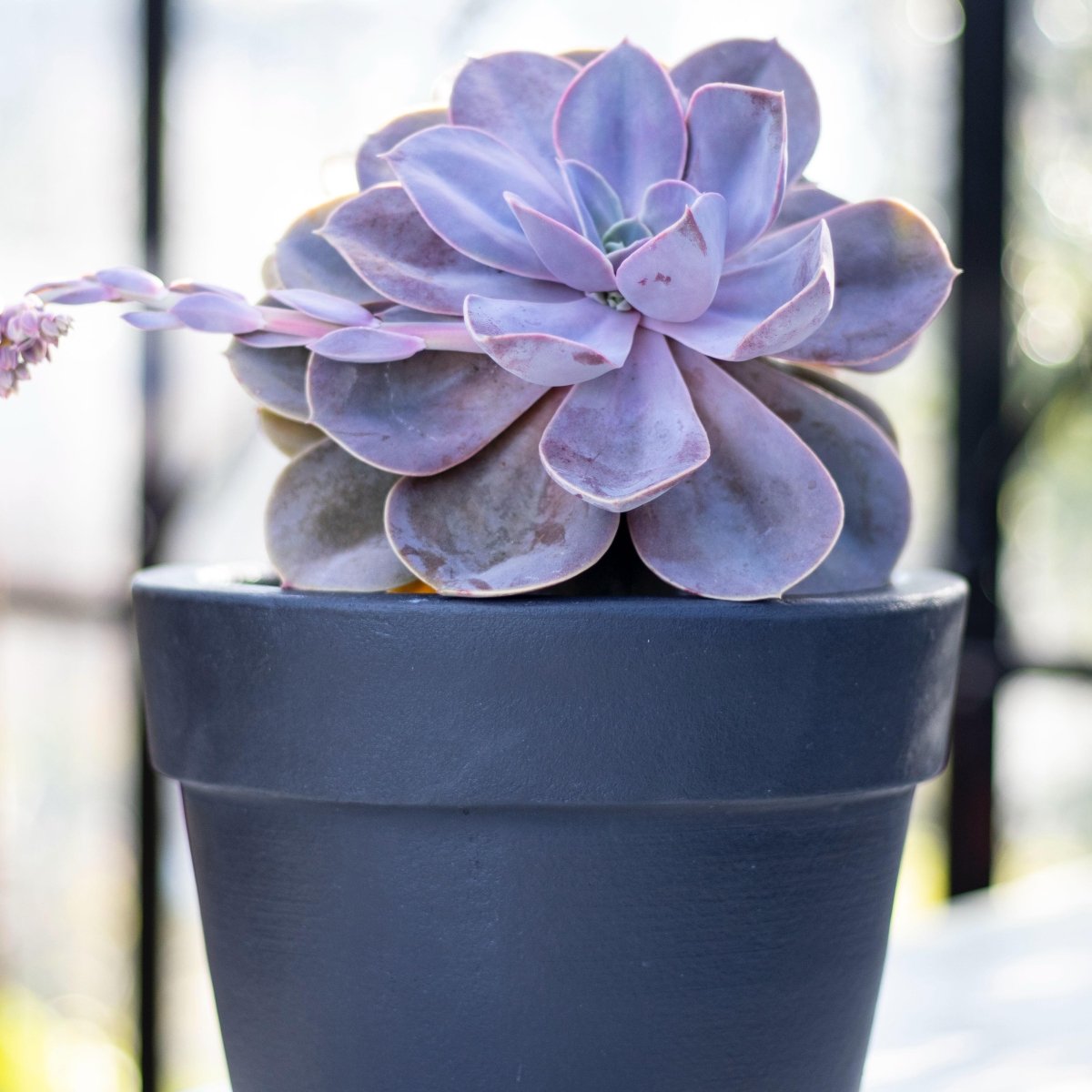 Macetero Quillay Negro - tiendachagual