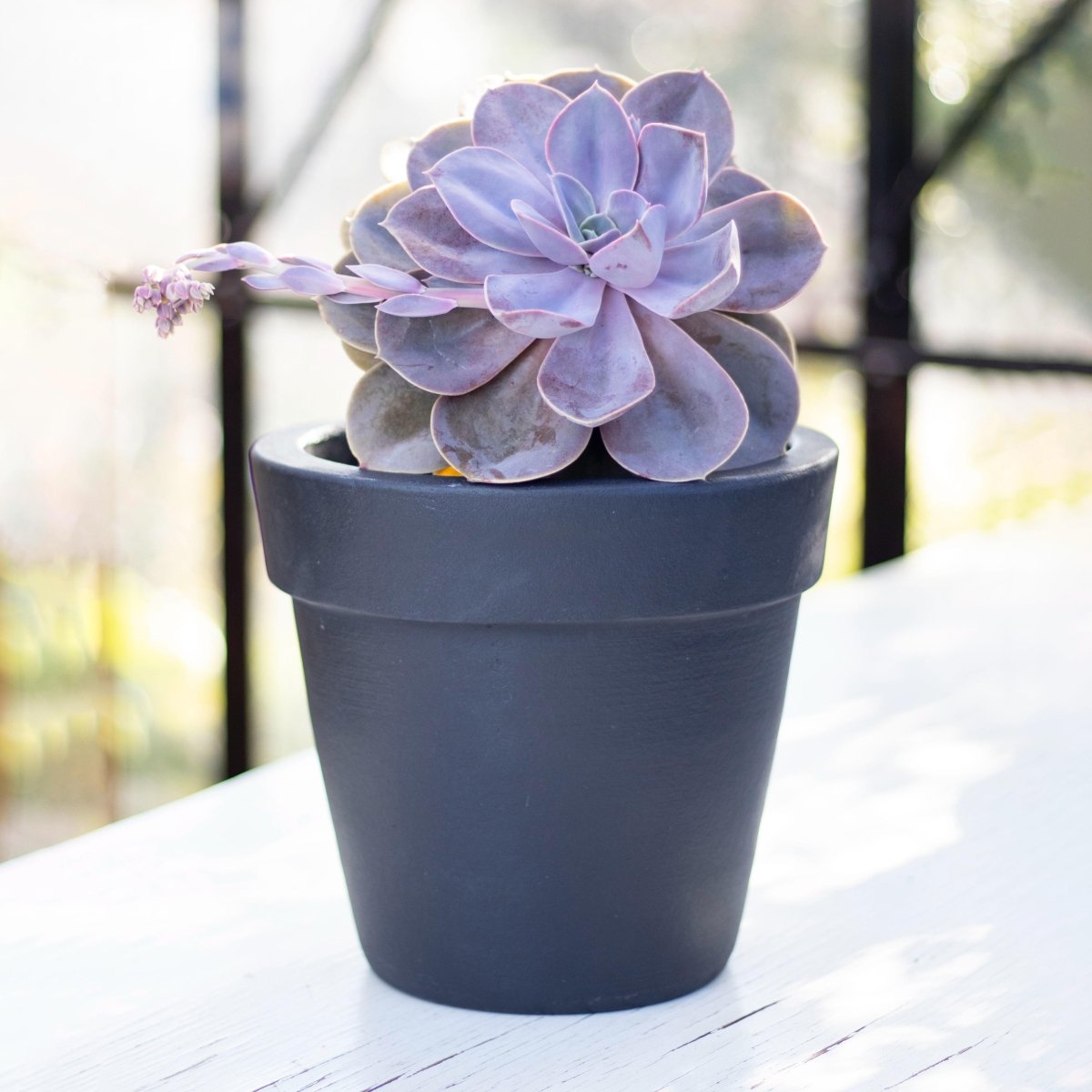 Macetero Quillay Negro - tiendachagual