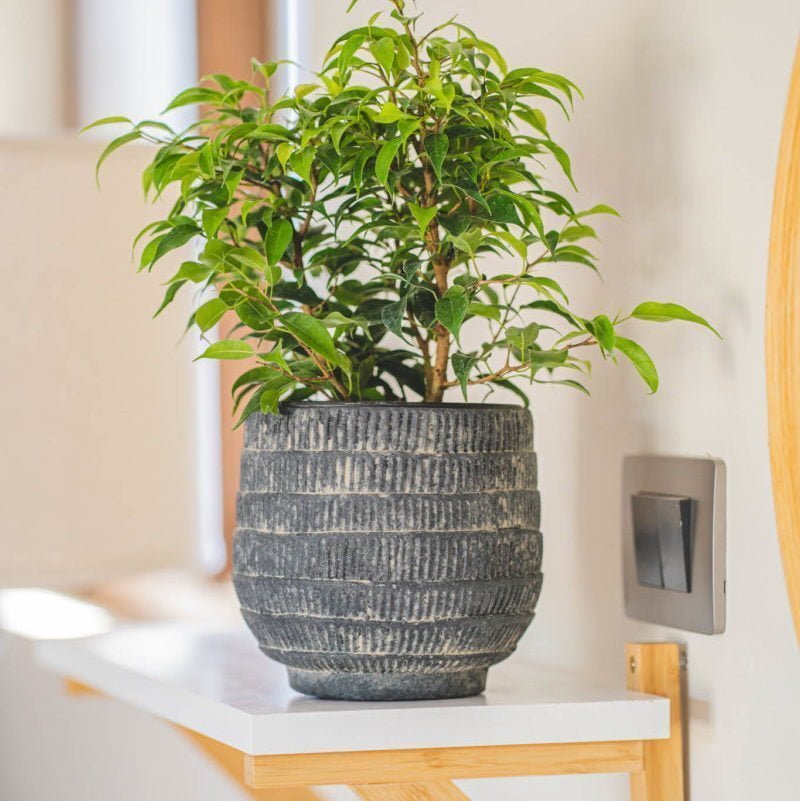 Macetero Rarán - tiendachagual